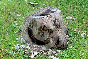 Large old cut down tree stump surrounded with grass