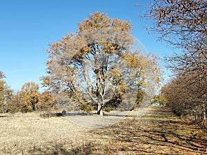 Large old elm tree in the fall season.