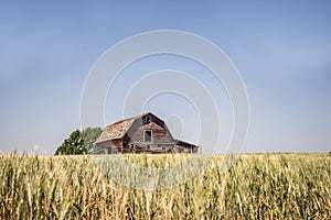 Large old faded wooden barn in a green wheat field