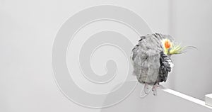 Large old gray and yellow parrot cockatoo with high bangs of feathers sits on side of furniture. Copy space, blank