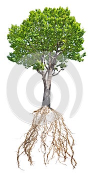 Large old green oak tree with root