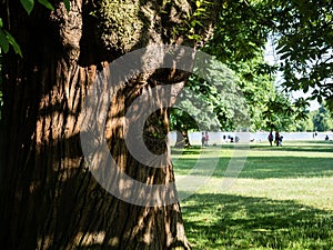Large old growth tree in Hyde park in summer