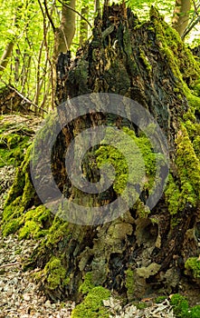 Large old and mossy tree stump in the forest