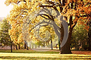 A large old oak tree with yellowed leaves stands on a clearing