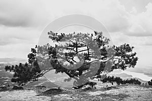 Large old pine, standing alone