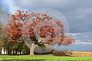 Large old red oak tree along a winding drive on a farm in Autumn