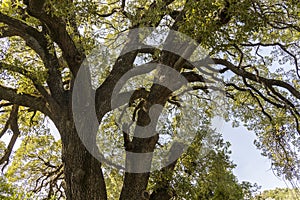 Large old small leafed Sessile oak Quercus petraea tree.