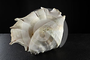 Large spider conch seashell on dark background