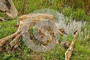 a large old stump from a cut tree