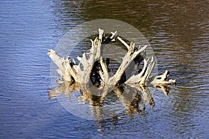 A large old stump and its reflection in the blue green water of an ocean estuary.