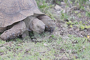 Large old tortoise chewing the bits of grass in his mouth