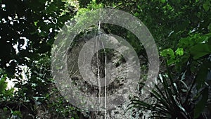 A large old tree in the rainforest of Yasuni National Park Ecuador South America