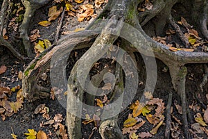 Large old tree roots with fallen autumn leaves in a magical forest. Warm autumn day.