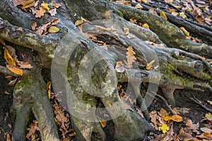 Large old tree roots with fallen autumn leaves in a magical forest. Warm autumn day.