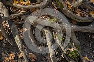 Large old tree roots with fallen autumn leaves in a magical forest. Warm autumn day.