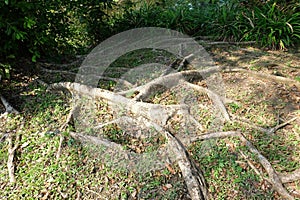 Large Old Tree Roots on Soil Ground Green Garden