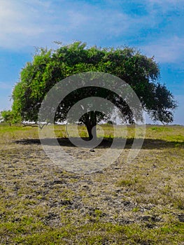 a large old tree standing alone in a meadow at noon with a clear sky