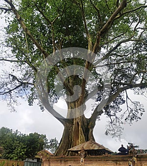 A large old tree still stands firmly in the city of Tabanan