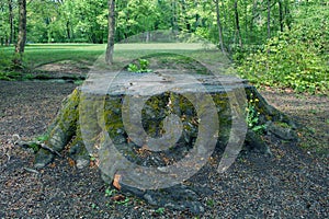 Large old tree stump covered with moss and green grass