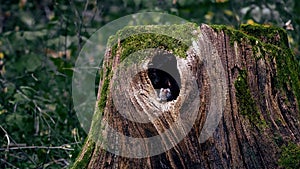 large old tree stump covered with moss with a hollow from which a gray mouse looks. Natural forest background.