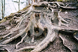 A large old tree stump with massive roots on a background of earth and driftwood.