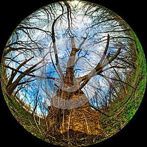 A large old tree with a thick trunk in the forest. Wide Angle round shot, circular photo