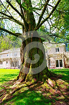 Large and old tree with twisting roots in Lakewood, WA