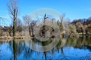 Large old trees near the lake in Tineretului Park (Parcul Tineretului) in Bucharest, Romania, in a sunny winter day