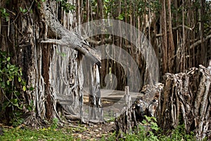 Large old trees are overgrown with lianas.