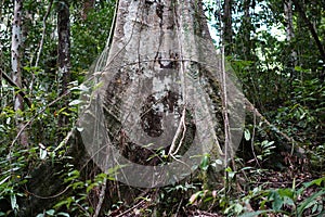 Large tropical rainforest tree trunk