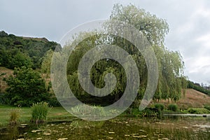 A large old willow tree near emerald pond in the garden at Ben Lomond Lavender Farm under the cloudy sky, Wakatipu Valley, New