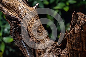 Large old wooden snag with the slippery secretion of a snail or slug. Brown dry weathered tree on a blurred background