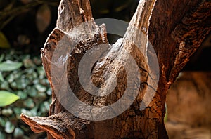 Large old wooden snag with the slippery secretion of a snail or slug. Brown dry weathered tree on a blurred background