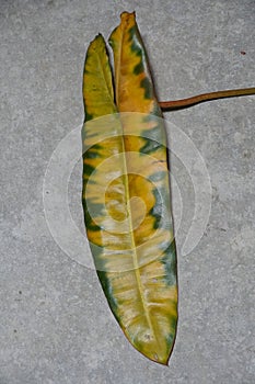 A large and old yellowing leaf of Philodendron Billietiae