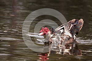 Large older male Muscovy duck Cairina moschata