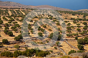 Large olive plantation