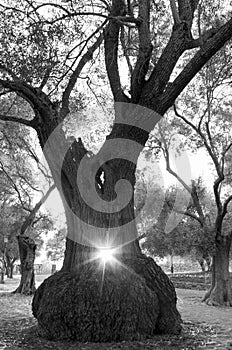 large olive tree and sun in the middle