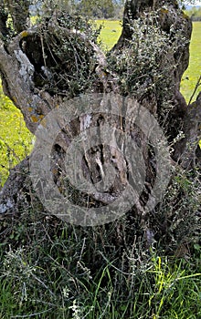 A large olive tree trunk with a hole in it