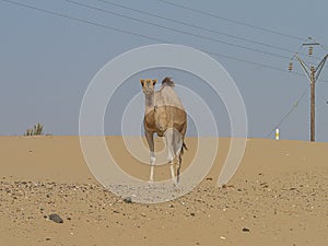 A large one-humped camel Camelus dromedarius stands in a desert on a cloudless day against a background of power lines