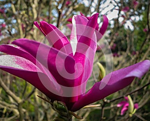 Large one purple flower Magnolia Susan Magnolia liliiflora x Magnolia stellata on blurred garden background