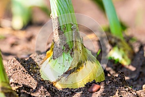 Large onion bulb close-up root vegetable