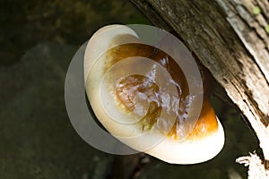 Large OOrange and White Forest Mushroom Fungus on the underside of a Tree Branch Nature Shot