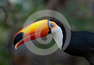 The Large open beak of Toucan Toco.