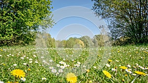 Large open field filled with vibrant yellow and white flowers, creating a picturesque landscape.