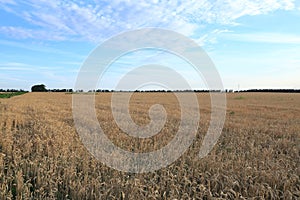 Large open field of Golden wheat looks harmoniously against the blue sky