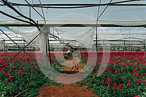 large open greenhouse with red roses