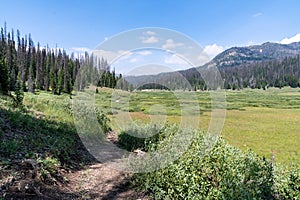 Large open meadow along the Upper Brooks Lake trail in Wyoming, Shoshone National Forest