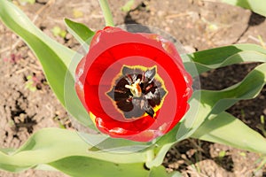 Large open red Tulip on a background of green leaves. Top view of a spring flower. One red Tulip