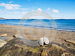 Large open shell on rock, ocean beach