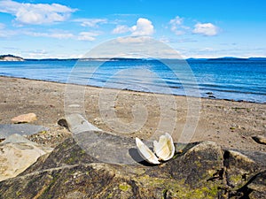 Large open shell on rock, ocean beach